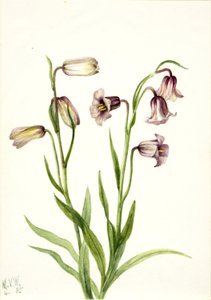 Parelmoervlinder (Fritillaria biflora) door Mary Vaux Walcott