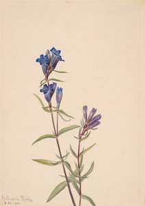 Gentiaan Gentiana affinis
