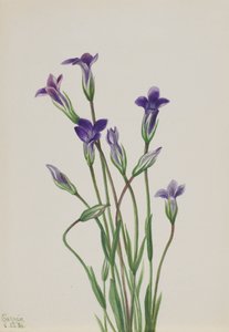 Gentiaan Gentiana holopetala, 1936