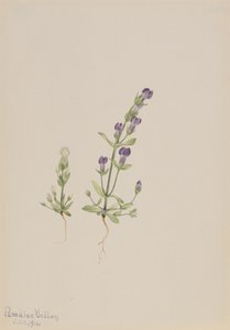 Gentiana propingua, 1916 door Mary Vaux Walcott