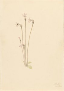 Spookpijp Thalesia uniflora