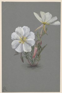 Reuzenleeuwenbek (Epipactia gigantea) door Mary Vaux Walcott