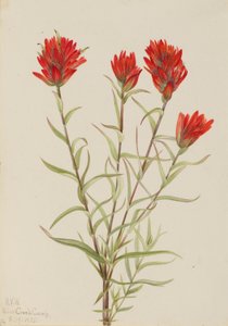 Grote rode verfkwast (Castilleja miniata) door Mary Vaux Walcott