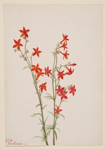 Gilia arizonica