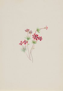 Gilia linanthus parviflorus, ca. 1900-1930