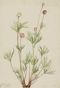 Bolanemoon (Anemone globosa)