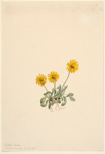 Goudvlo (Erigeron aureus)
