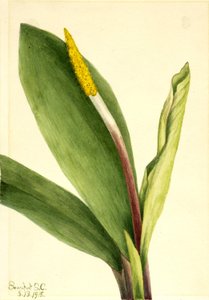 Goudsbloem (Orontium aquaticum)