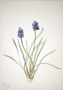 Druifhyacint (Muscari racemosum) door Mary Vaux Walcott
