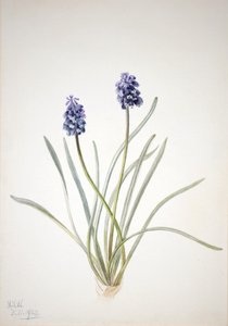 Blauwe druif Muscari racemosum, 1920 door Mary Vaux Walcott