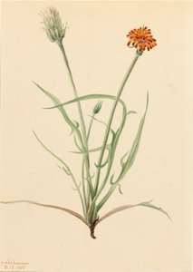 Grasblad Agoseris Agoseris graminifolia, 1905