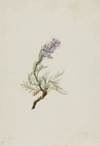 Grauwe Phacelia (Phacelia sericea)