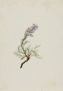Grijze Phacelia Phacelia sericea, 1911
