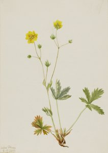 Grijsbladige Vijfvinger Potentilla glaucophylla, 1905