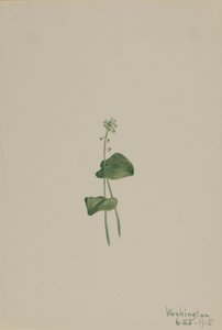 Groene addermond (Malaxis unifolia) door Mary Vaux Walcott