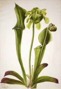 Groene Bekerplant Sarracenia orephila, 1933