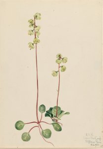 Groene Pyrola (Pyrola chlorantha)