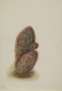 Groene aardbeicactus Echinocereus viridiflorus