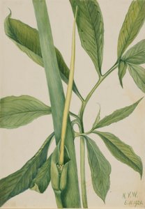 Groene draak (Arisaema dracontium)