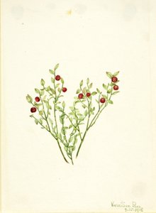 Korhoendermoerbei (Vaccinium scoparium) door Mary Vaux Walcott