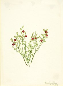 Grouse Whortleberry Vaccinium scoparium, 1918 door Mary Vaux Walcott