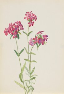 Harige Phlox (Phlox amoena) door Mary Vaux Walcott