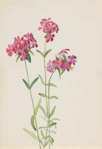 Haarflox Phlox amoena, ca. begin jaren 1930 door Mary Vaux Walcott