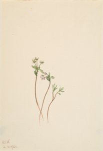 Voorbode van de Lente Erigenia bulbosa, 1920 door Mary Vaux Walcott