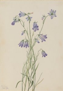 Haasklokje (Campanula rotundifolia) door Mary Vaux Walcott