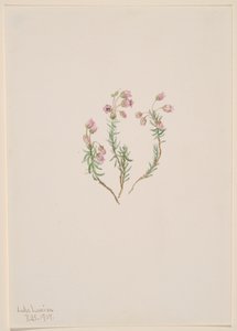 Heide Phyllodoce intermedia, 1907 door Mary Vaux Walcott