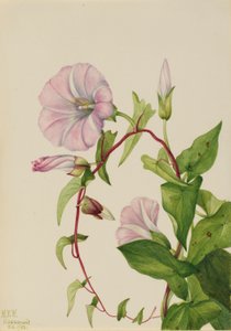 Haagwinde (Calystegia (Convolvulus) sepium) door Mary Vaux Walcott