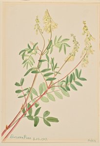 Hedysarum (Hedysarum sulphurescens) door Mary Vaux Walcott