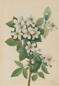 Highbush braam (Rubus argutus)