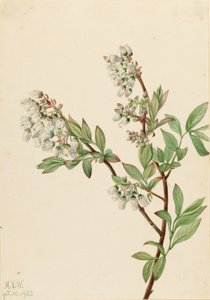 Highbush bosbes (Vaccinium corymbosum)