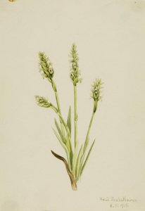 Kamperfoelie (Ibidium strictum) door Mary Vaux Walcott