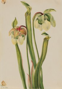 Hybride bekerplant (Sarracenia minor) door Mary Vaux Walcott