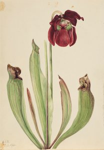 Hybride bekerplant Sarracenia rubra xs purpurea venosa, 1920 door Mary Vaux Walcott