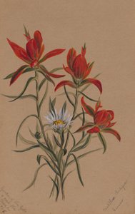 Indiase penseel Castilleja rhexifolia