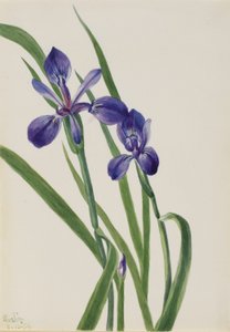 Iris (Iris soorten) door Mary Vaux Walcott