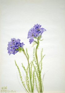 Jacobs Ladder Polemonium viscosum, 1937 door Mary Vaux Walcott