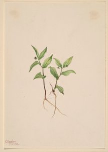 Kruhsea (Kruhsea streptopoides) door Mary Vaux Walcott