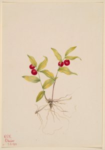 Kruhsea (Kruhsea streptopoides) door Mary Vaux Walcott