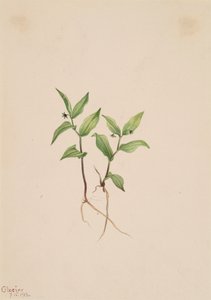 Kruhsea Kruhsea streptopoides, 1913 door Mary Vaux Walcott