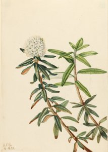 Labrador Tea (Ledum groenlandicum)