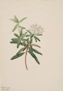 Labrador Tea (Ledum groenlandicum)