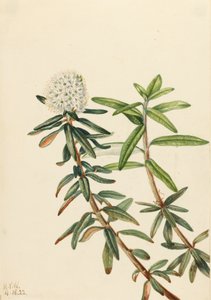 Labrador Thee Ledum groenlandicum door Mary Vaux Walcott