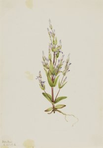 Laddergentiaan (Gentiana acuta) door Mary Vaux Walcott