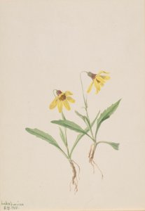 Arnica meer Louise (Arnica louisiana) door Mary Vaux Walcott