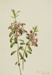 Lamsoren (Kalmia angustifolia) door Mary Vaux Walcott