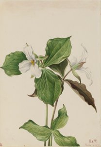 Grote witte Trillium (Trillium grandiflorum)